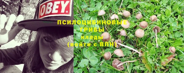 прущие грибы Белокуриха